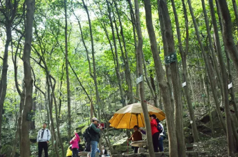 重陽(yáng)登高丨和爸媽一起參加森林打卡趣味挑戰(zhàn)！優(yōu)惠報(bào)名！
