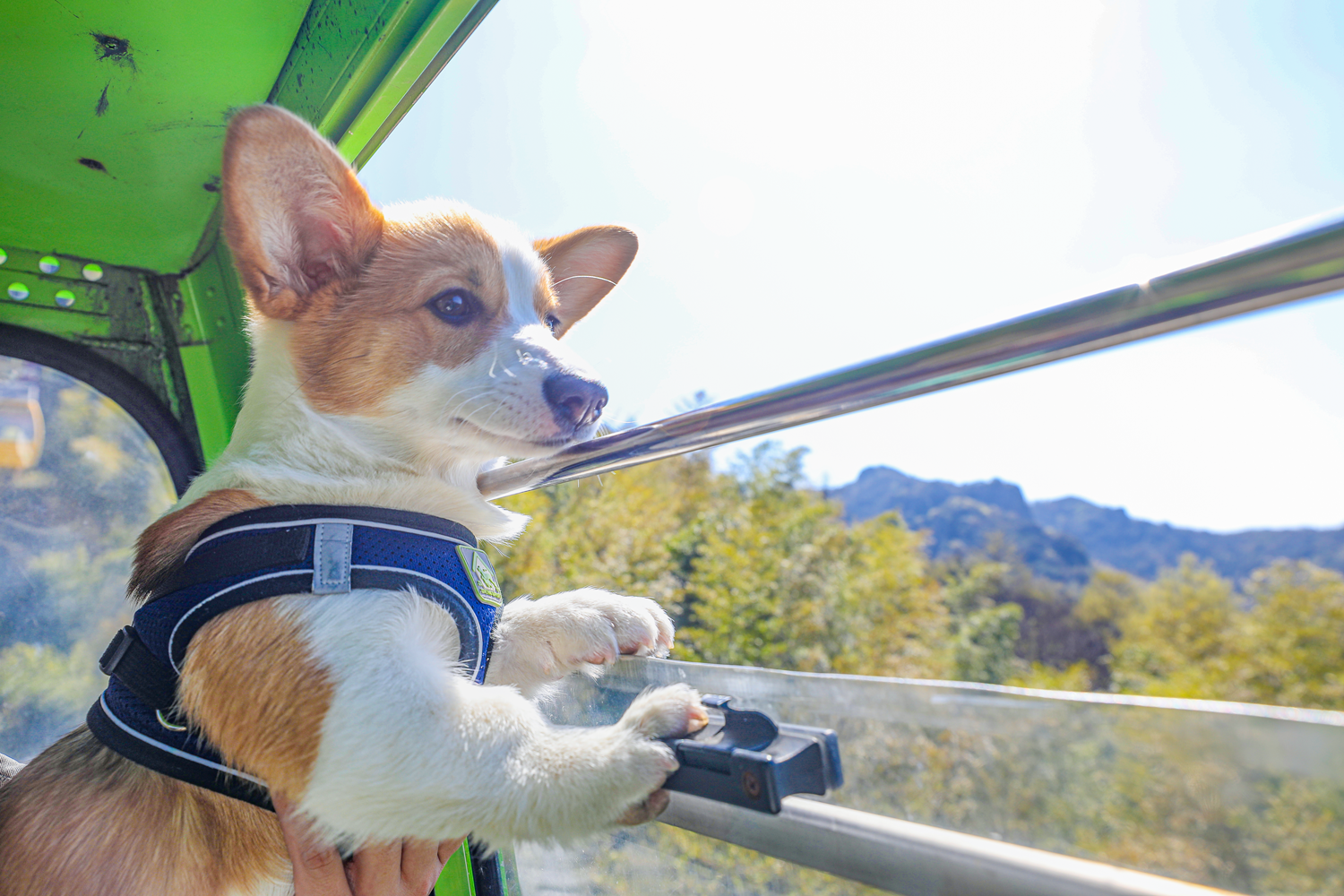 馬仁奇峰第一屆萌犬登山節(jié)，有狗狗的游客有福啦！
