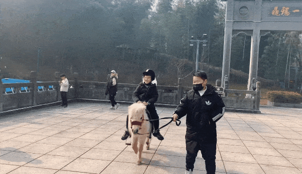 特價！馬仁周末親子游，爸媽騎車天上飛，萌寶遛馬地上跑！